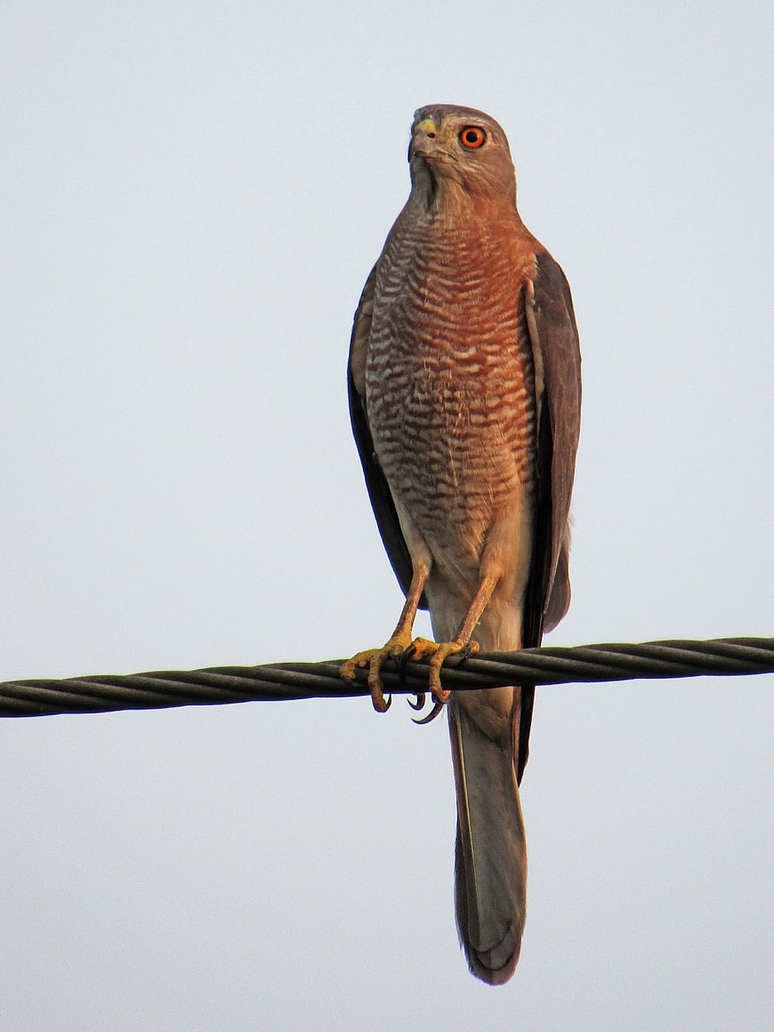 Shikra bird perched on wire against sky