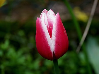 Close-up of a Red and White Tulip Bud in Spring
