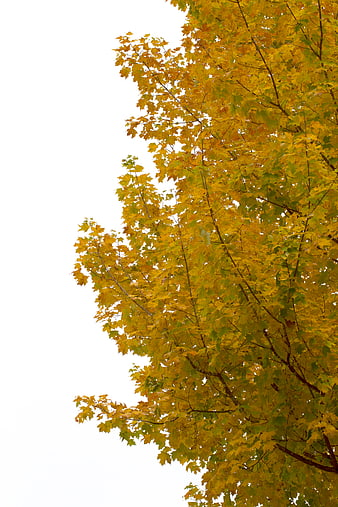 Yellow Autumn Maple Leaves Against White Sky Background