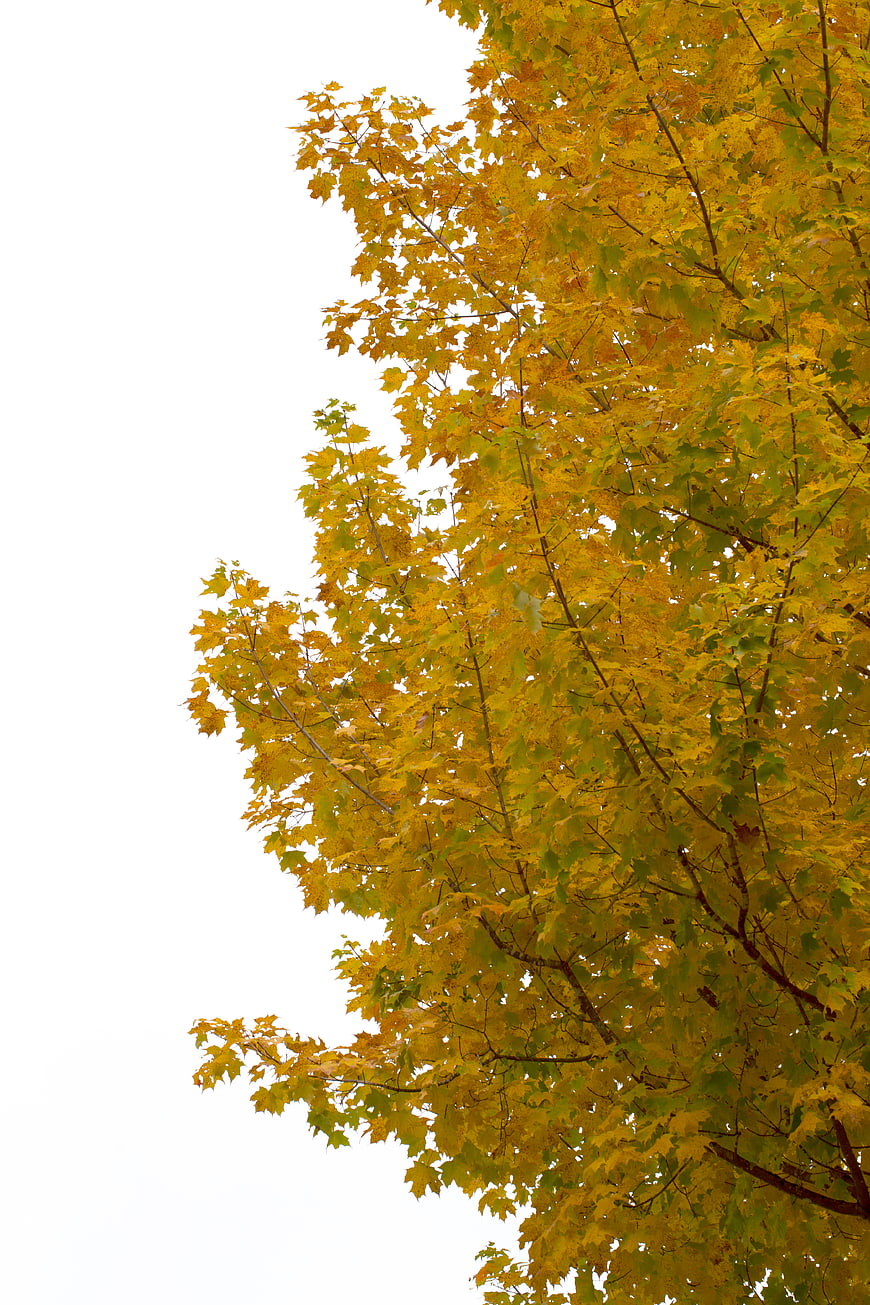 Yellow Autumn Maple Leaves Against White Sky Background