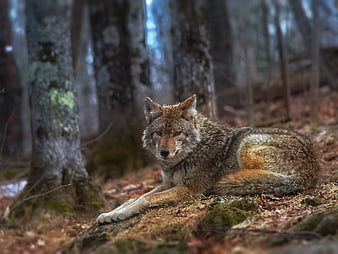 Coyote Resting in Forest with Blurred Background
