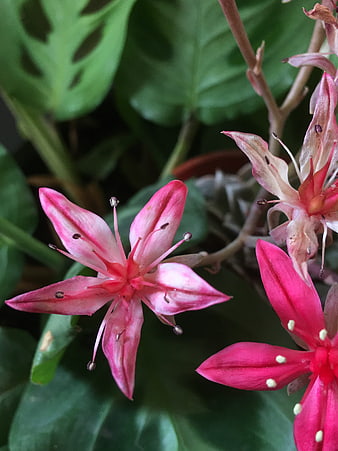 Close-up of vibrant pink and white star-shaped flowers