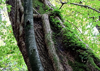 Mossy Old Tree Trunk In Forest