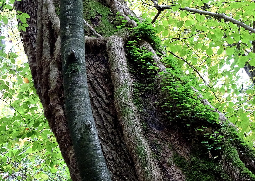 Mossy Old Tree Trunk In Forest