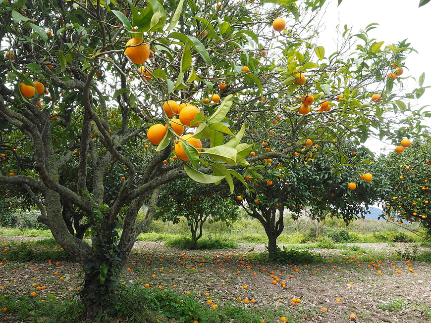 Ripe oranges hanging on a tree in a lush orchard