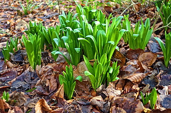 Fresh green spring shoots emerging from brown forest leaves