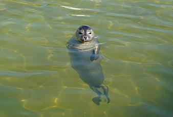 Cute baby seal swimming in clear shallow water