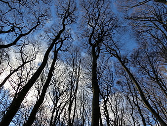 Low angle view of bare winter trees against blue sky