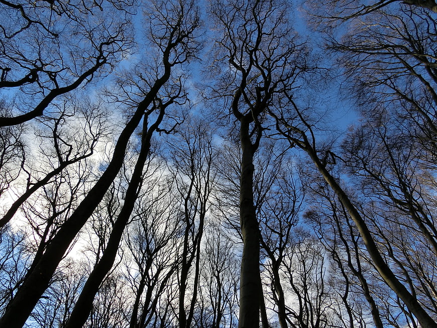 Low angle view of bare winter trees against blue sky