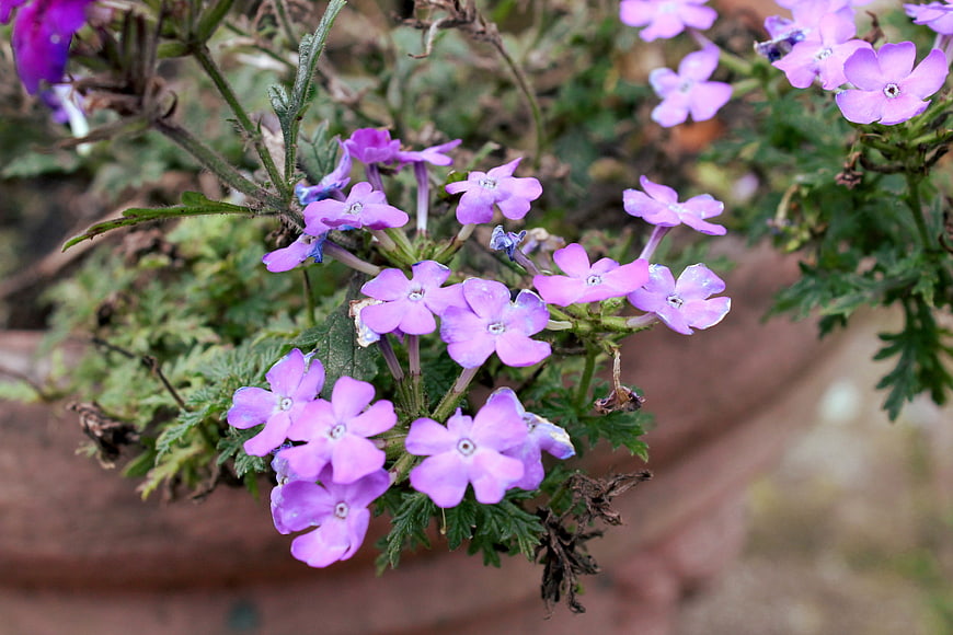 Close-up of vibrant purple verbena flowers in a garden