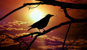 Silhouette of a crow perched on a branch against a vibrant sunset sky