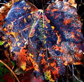Close-up of colorful decaying autumn leaf with blue and orange patterns