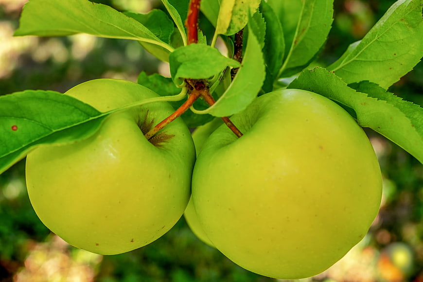 Two Ripe Green Apples Growing On A Tree Branch