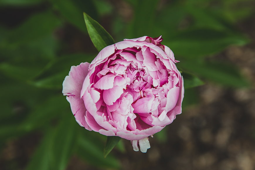 Close-up of a vibrant pink peony flower in a garden