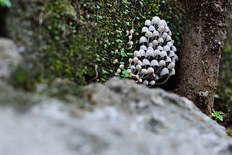 Cluster of small grey mushrooms growing on mossy forest floor