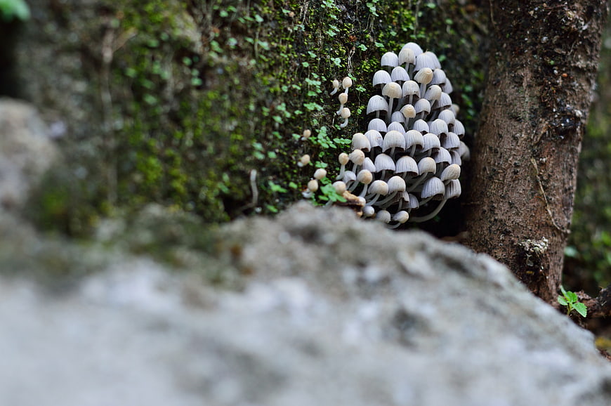 Cluster of small grey mushrooms growing on mossy forest floor