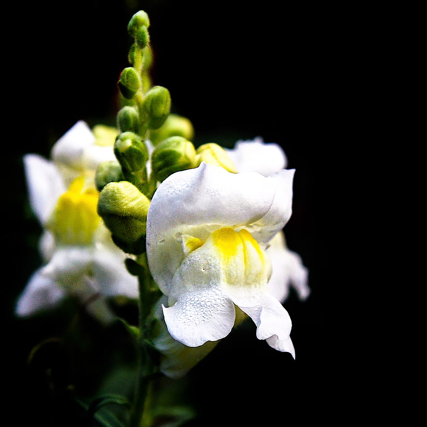 Close-up of white and yellow snapdragon flower on black background
