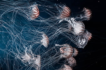 School of Lion's Mane Jellyfish in Deep Blue Ocean