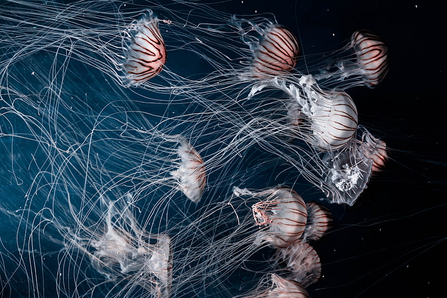 School of Lion's Mane Jellyfish in Deep Blue Ocean