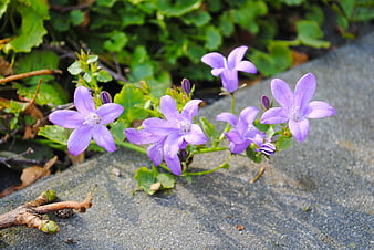 Purple bellflowers blooming on stone pavement