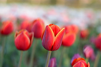 Selective Focus Red Tulips in Spring Garden