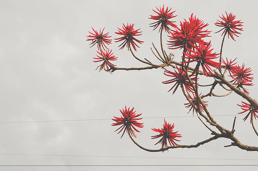 Red Flame Tree Flowers on Branch Against Gray Sky