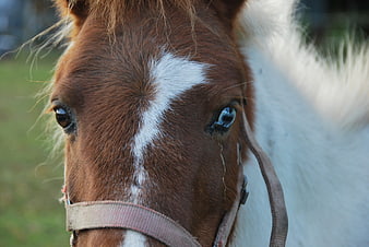 Close-up portrait of a brown and white pony with a halter