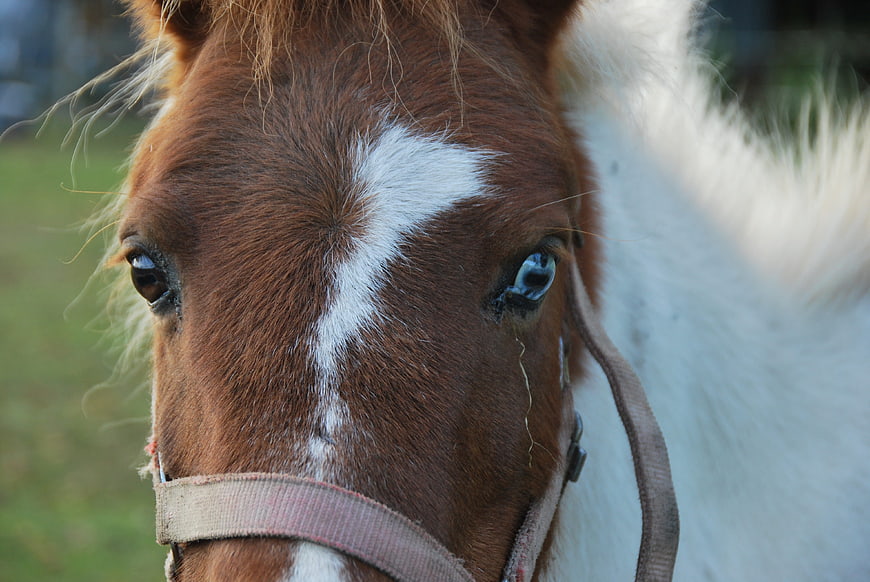 Close-up portrait of a brown and white pony with a halter