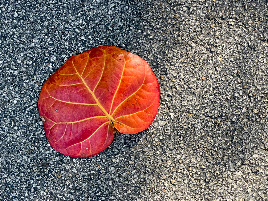 Vibrant Red Autumn Leaf on Textured Asphalt Pavement