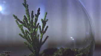 Close-up of small green plant in glass terrarium