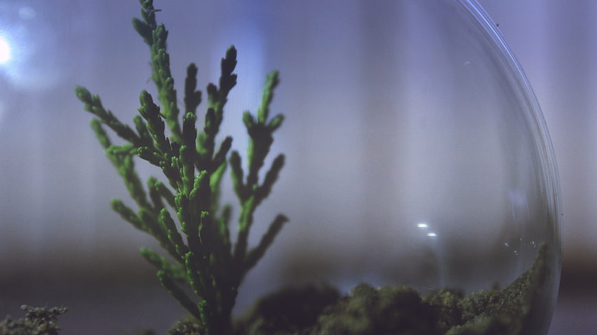 Close-up of small green plant in glass terrarium