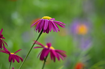 Vibrant Purple Coneflower with Yellow Center in Green Garden