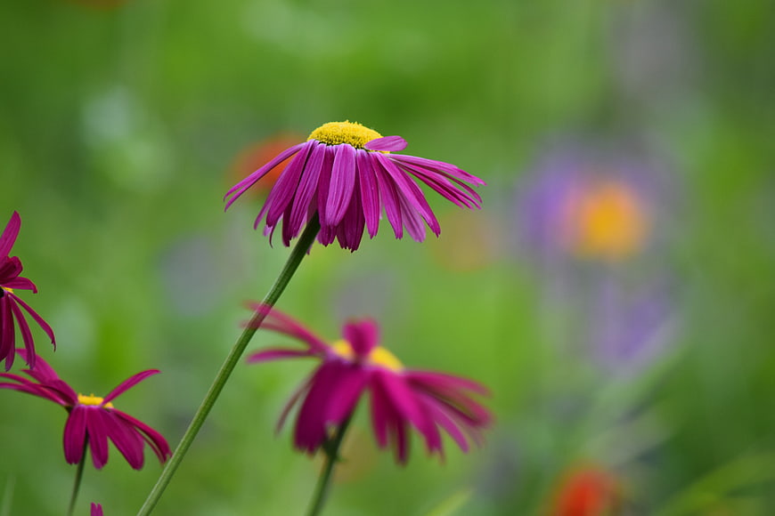 Vibrant Purple Coneflower with Yellow Center in Green Garden