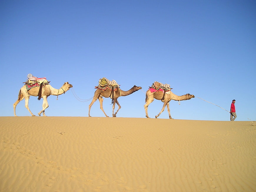 Camel caravan walking across desert dunes with handler
