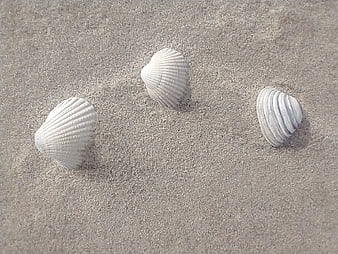 Three white seashells resting on fine gray sand