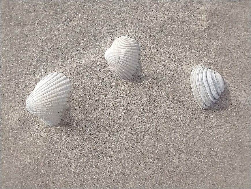 Three white seashells resting on fine gray sand