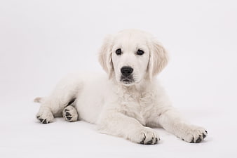 Cute White Golden Retriever Puppy Lying on White Background