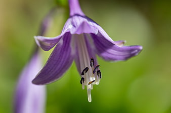 Close-up of purple hosta flower with green bokeh background