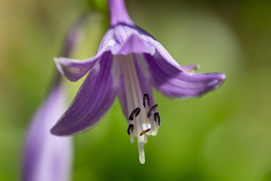 Close-up of purple hosta flower with green bokeh background