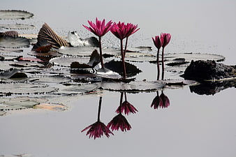 Vibrant Pink Water Lilies with Reflections in Pond