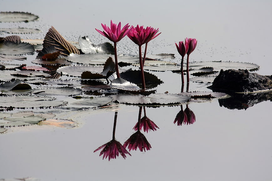 Vibrant Pink Water Lilies with Reflections in Pond