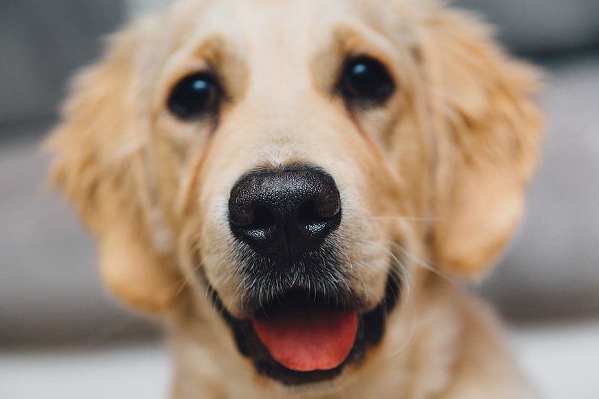 Close-up Portrait of Happy Golden Retriever Dog