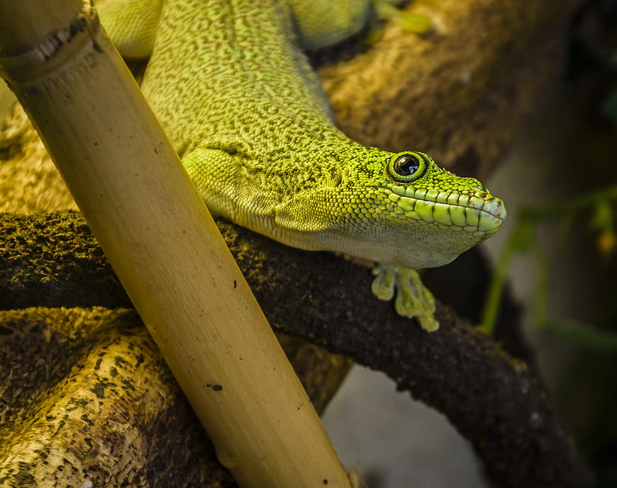 Close-up of a vibrant green gecko on a branch