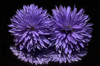 Two Purple Aster Flowers with Reflection on Black Background