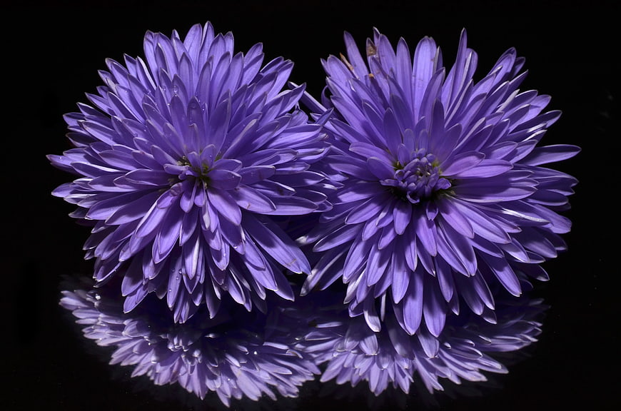 Two Purple Aster Flowers with Reflection on Black Background