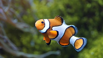 Close-up of a vibrant orange and white clownfish swimming underwater