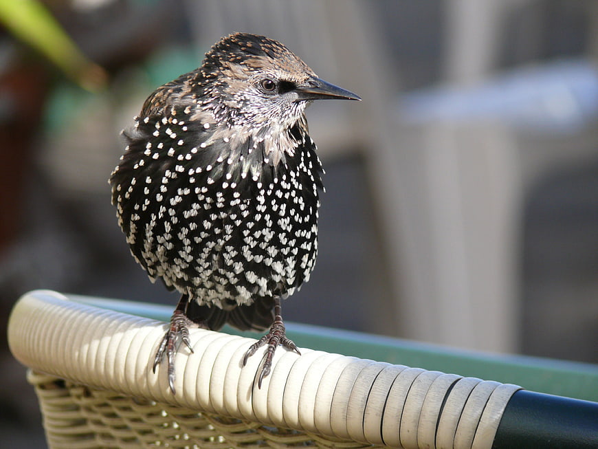 European Starling Perched on Wicker Chair Back