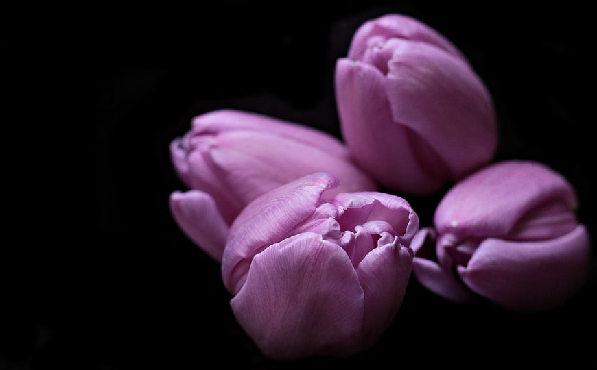 Pink Tulip Blooms Against Black Background