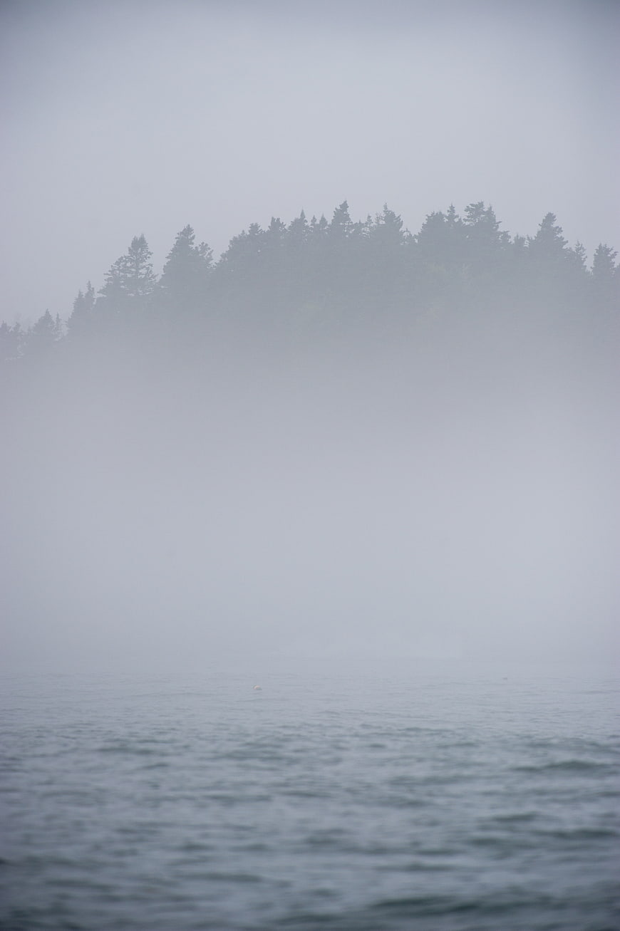 Misty forest silhouette over calm ocean water