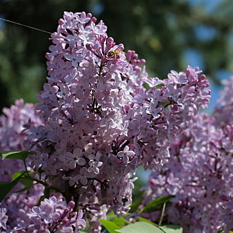 Close-up of blooming purple lilac flowers in spring garden